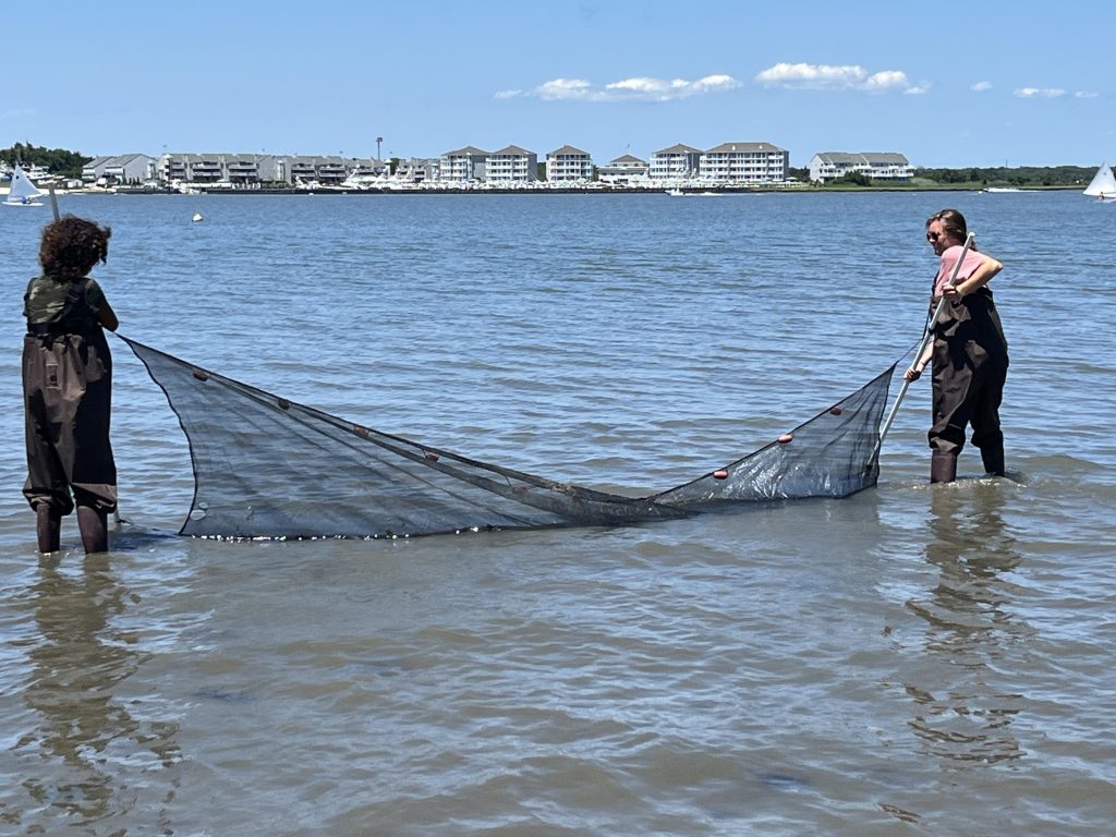 two girls dragging a seine net through the cape may harbor