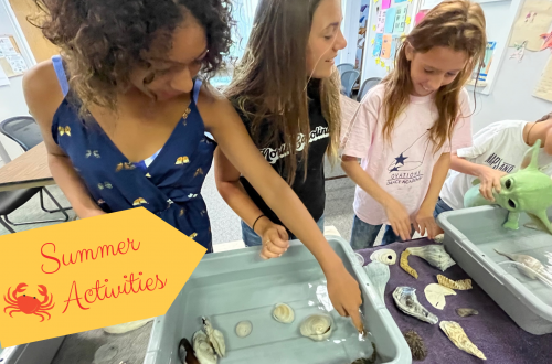 four girls looking at sea creatures in a classroom